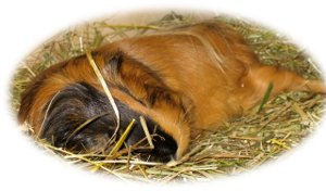 comment prendre température cochon d'inde