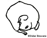 schéma posture caecotrophie
