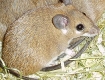 Acomys spinossisimus