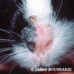 comment traiter la teigne chez le cochon d'inde