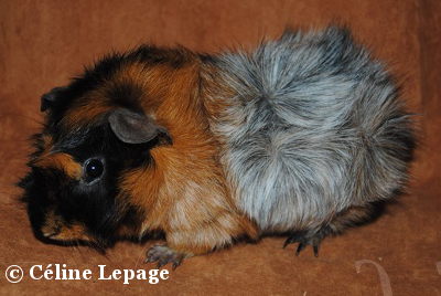 cochon d'inde abyssinien rouge