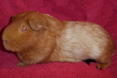 cochon d'inde rouan dore