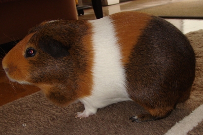  cochon d'Inde agouti doté fauve et blanc