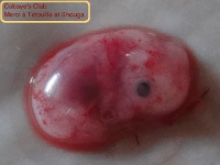 embryon cobaye