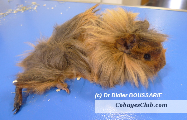 cochon inde paralyse train arriere